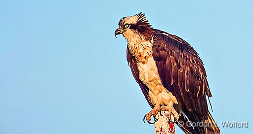 Osprey On A Post At Sunrise_DSCF19798.jpg - Osprey (Pandion haliaetus) photographed at Smiths Falls, Ontario, Canada.